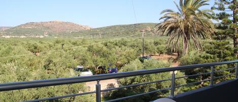 Un balcon offrant une vue sur un paysage vallonné, un palmier et une voiture garée au loin.