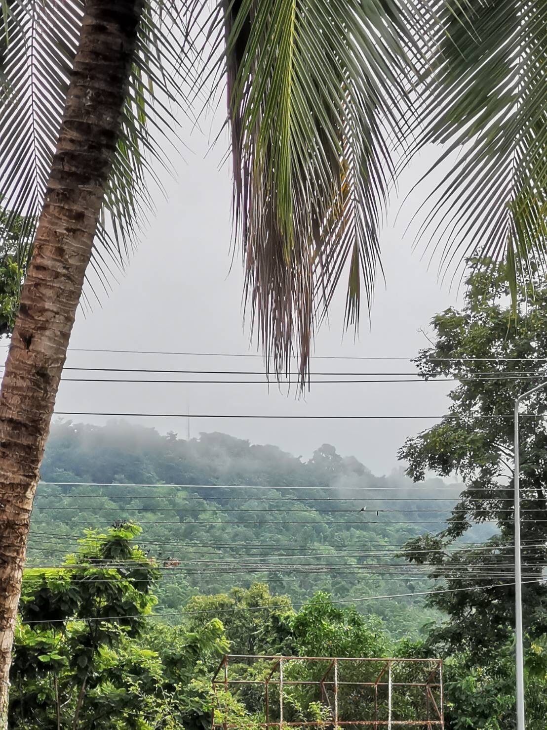 A view of a lush green landscape with a palm tree in the foreground and a metal fence in the background.