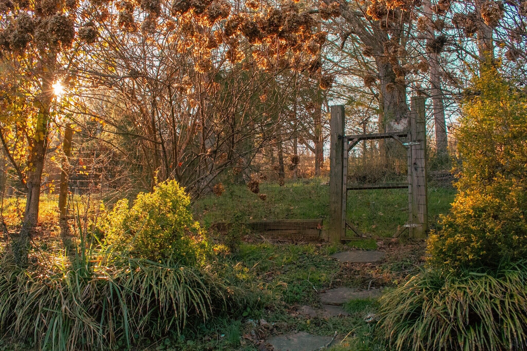Outside gate to dog fencing from porch. Take a walk in the woods. 
