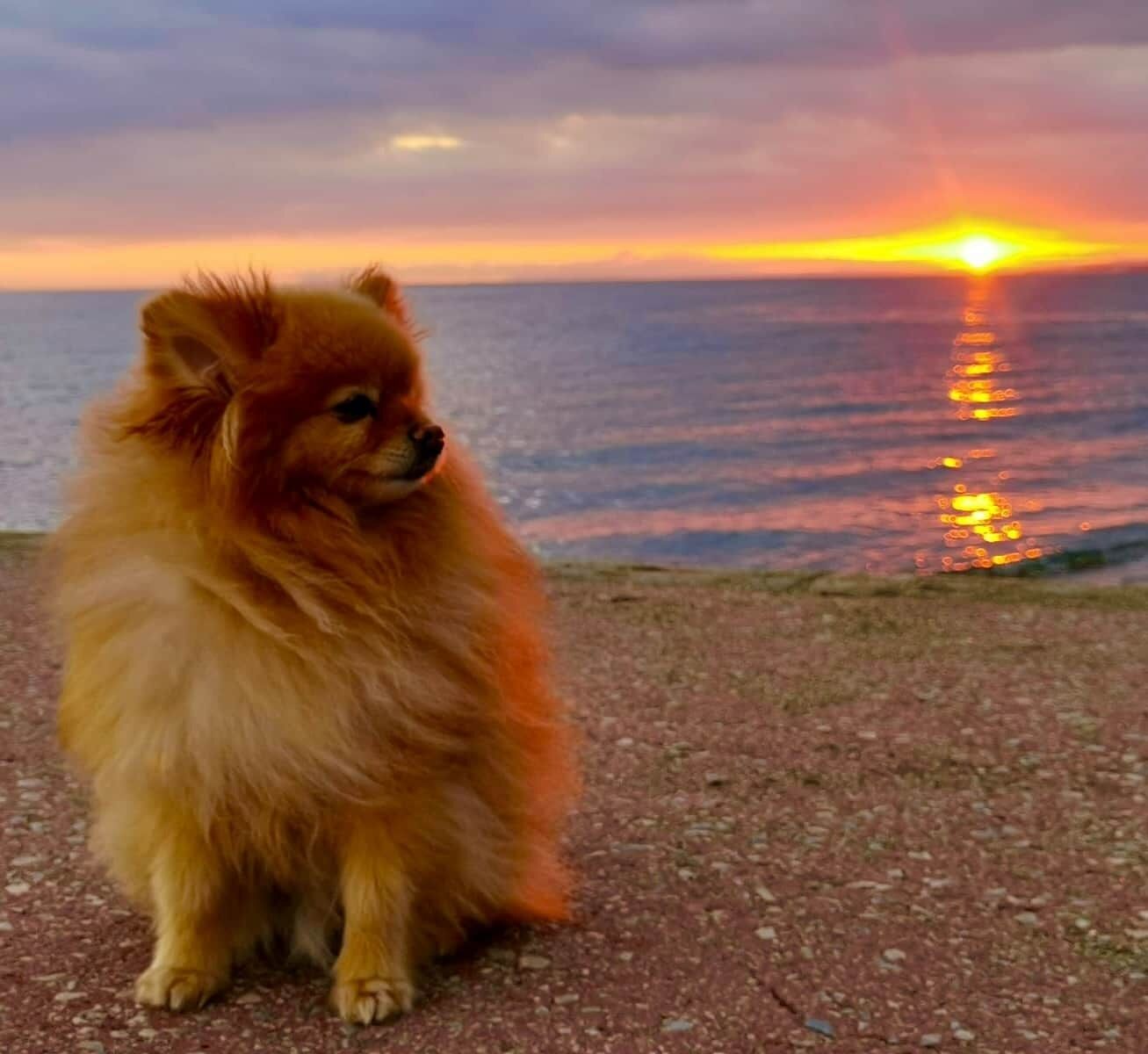 A dog sitting on a pebbled surface by the sea during sunset.