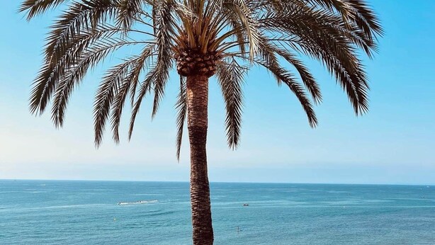 Una playa con palmeras, cielo despejado y el océano.