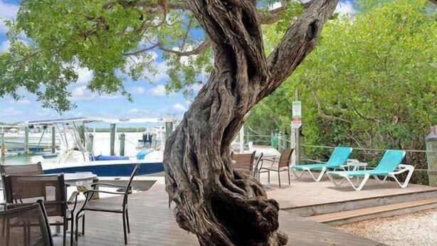 Ein Baum mit verknorpeltem Stamm, Außenbereich zum Sitzen und im Hintergrund eine Bootsansicht.
