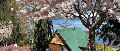 A house with a green roof, surrounded by cherry blossom trees and a body of water.