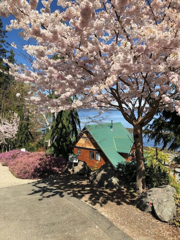A house with a green roof, surrounded by cherry blossom trees and a body of water.