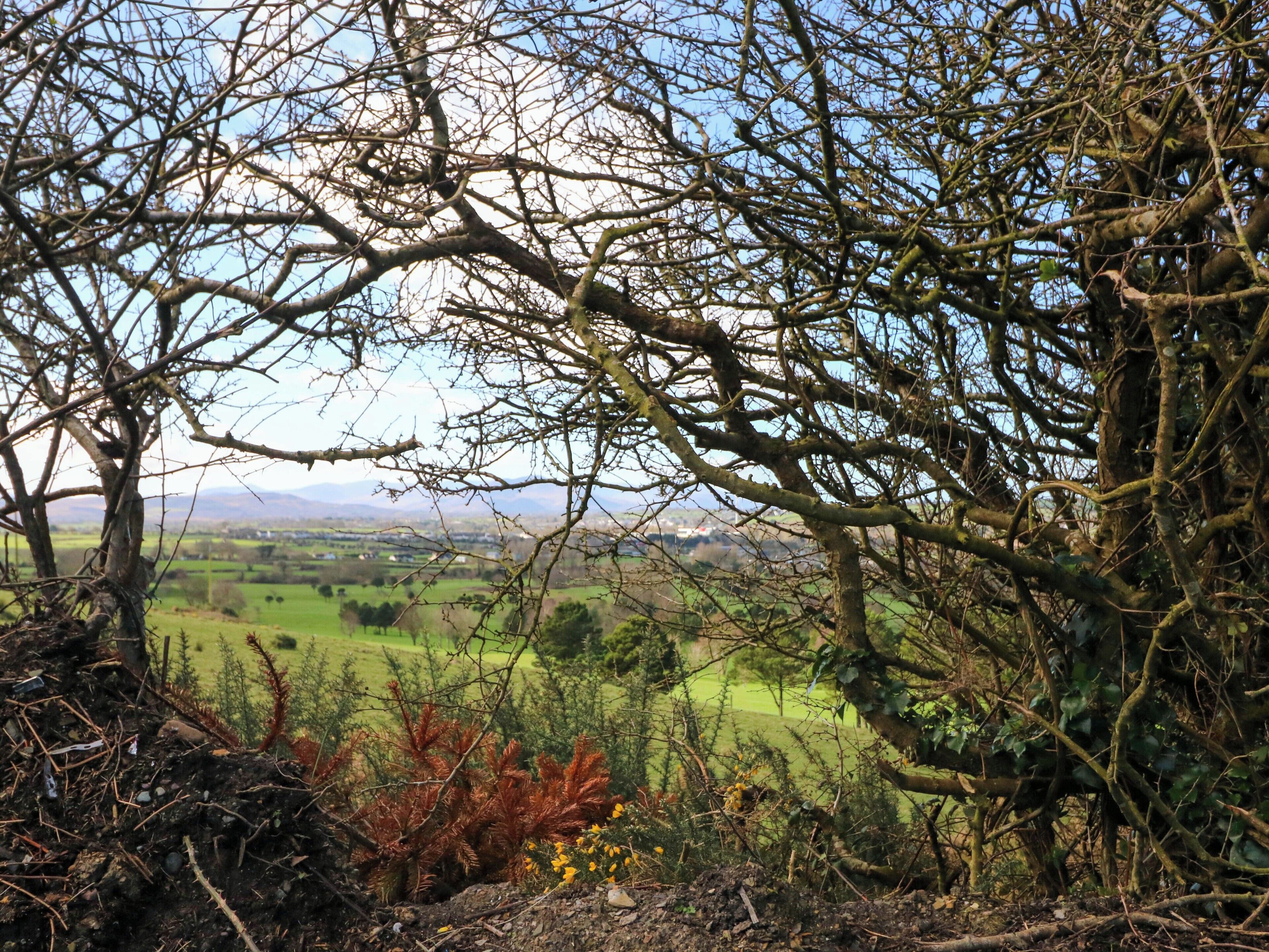 A landscape with trees and a view of a valley.