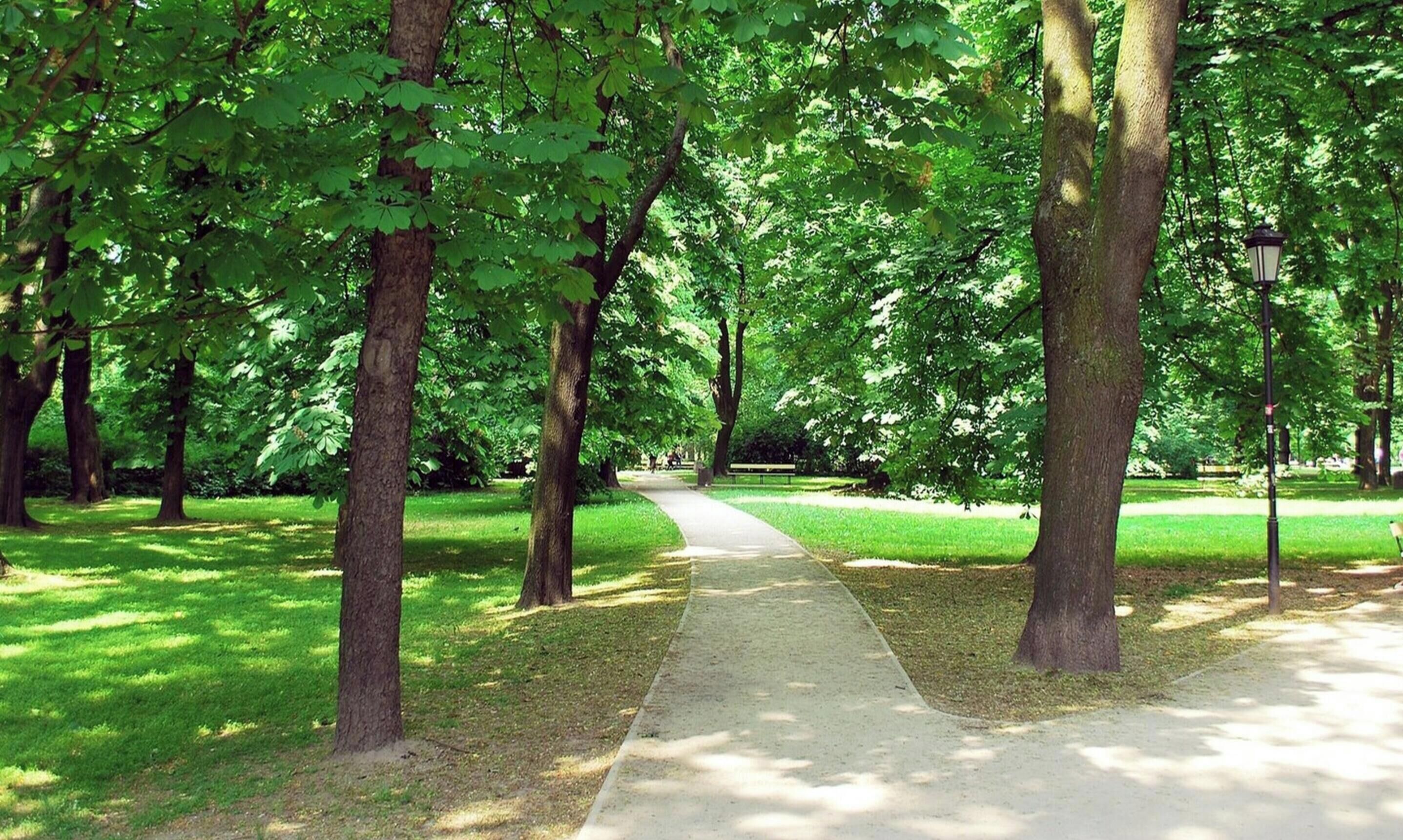 A park pathway surrounded by trees.