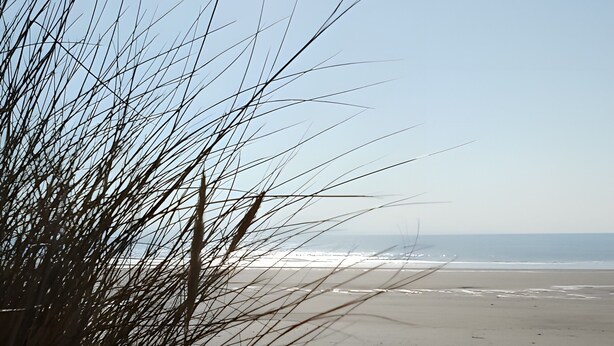 A beach with sand and sparse vegetation.