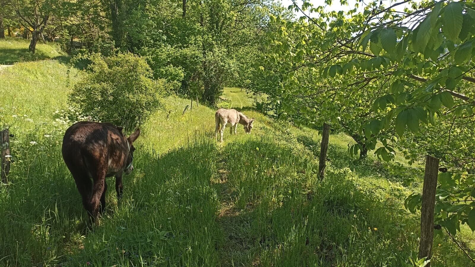 Un campo cubierto de césped con árboles y una valla.