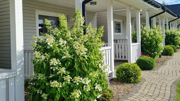 A row of white houses with covered porches, a paved walkway, and greenery. - Baltic Stone - Comfortable vacation homes in Rewal (Rewal)
