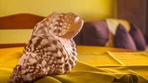 Une coquille sur un couvre-lit jaune, dans une pièce dont la tête de lit est en bois.