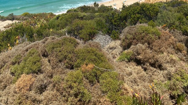 Een kustlandschap met een strand, heldere lucht en weelderige begroeiing.