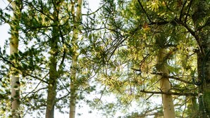 Un chien assis sur des marches en bois, entouré d’arbres.
