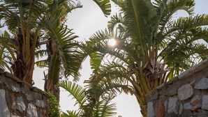 A stone wall with a pool and palm trees in the background.