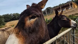 Un burro detrás de una cerca de metal con una estructura de madera al fondo.