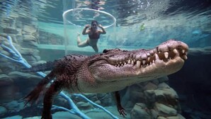 An underwater scene with a large crocodile and a person swimming. - Zen Marina Rm Bayview - Shared Pool - Central (Darwin)