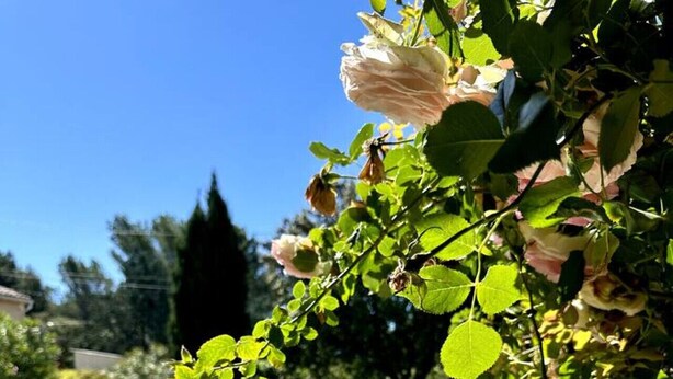 A swimming pool surrounded by lush greenery and blooming flowers. - Les Lauriers Roses, air-conditioned villa with garden and swimming pool. (L'Isle-sur-la-Sorgue)