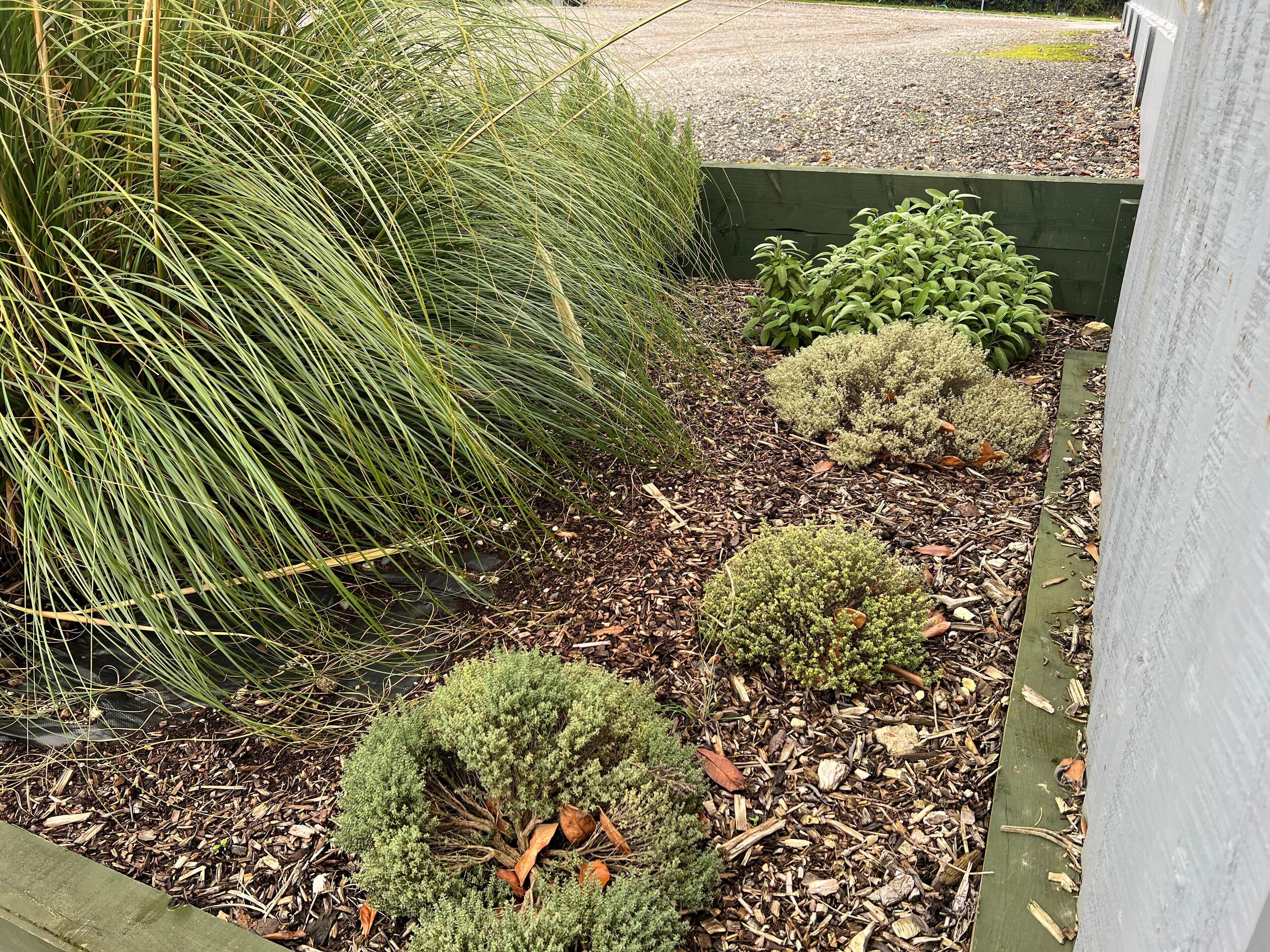 A garden with various plants and a wooden fence.