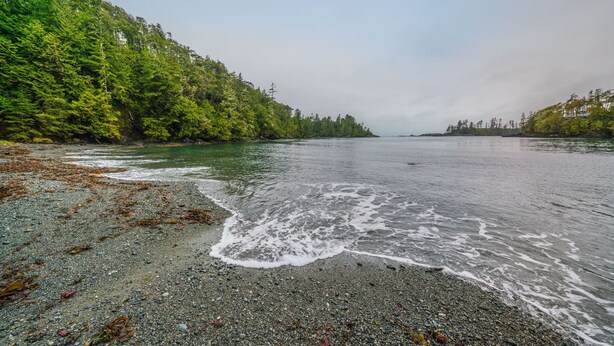 A beach with pebbles and seaweed, a calm sea, and dense forest on the shore. - Steps to Terrace Beach & Trails • Whale’s Tail (Ucluelet)