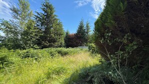 A natural landscape with dense vegetation and trees.
