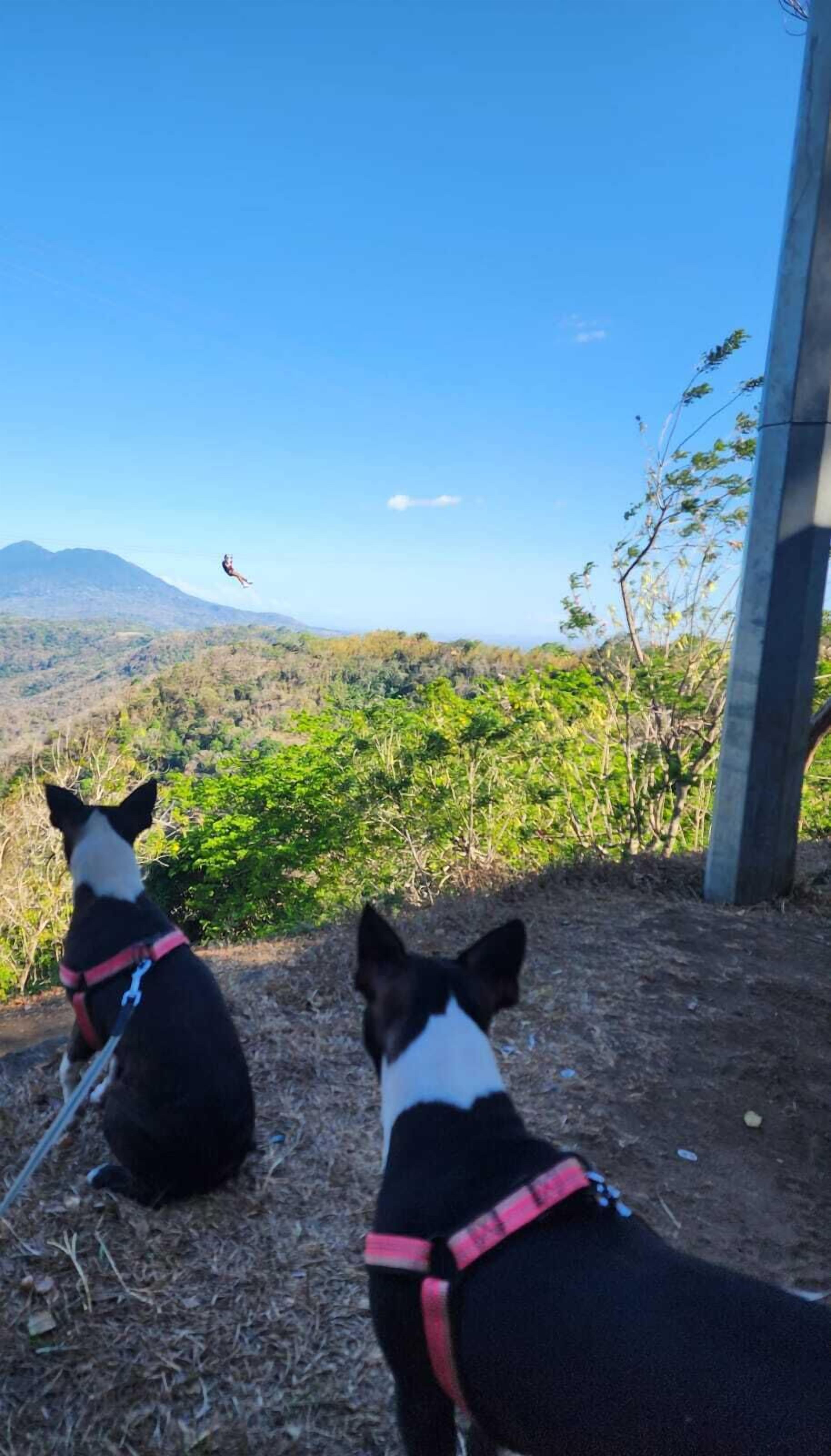 Dos perros con correa, cielo despejado y un paisaje montañoso.