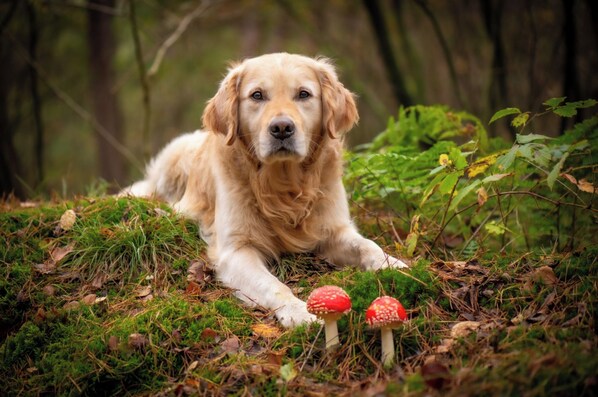 A dog lying on the ground surrounded by greenery and mushrooms. - Whiskey N Wine Ridge: Fire Pit, Hot Tub, Ample Parking, pets, near Pigeon Forge (Sevierville)