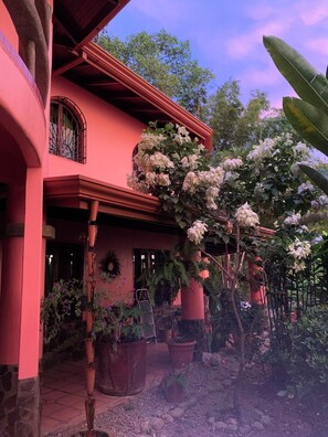 Une maison à la façade rose, un balcon orné de plantes en pot et un grand arbre à fleurs blanches.