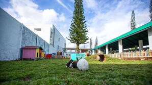 A grassy area with a white building, a wooden structure, and a tall tree.