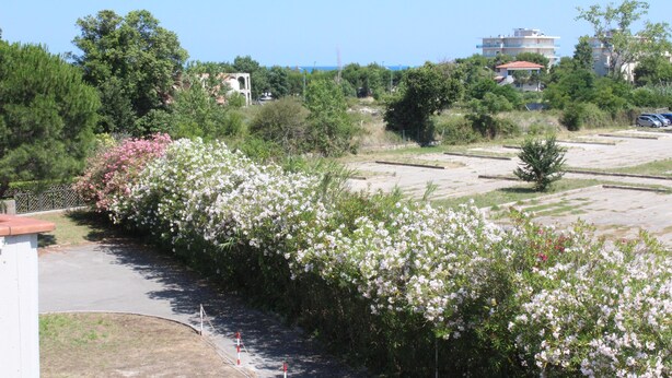 Un'area curata con arbusti fioriti, un vialetto lastricato e edifici sullo sfondo.