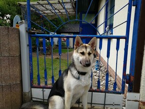 Ein Hund sitzt vor einem blauen Tor.