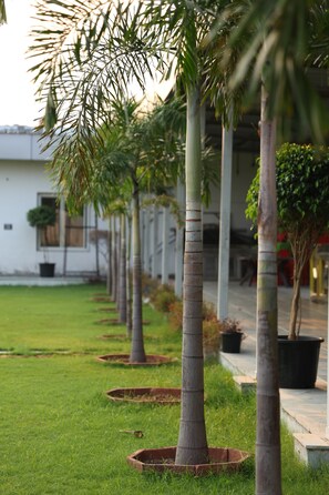 A row of palm trees planted in rectangular beds along a pathway. - The Sunflower Resort (Bharatpur)
