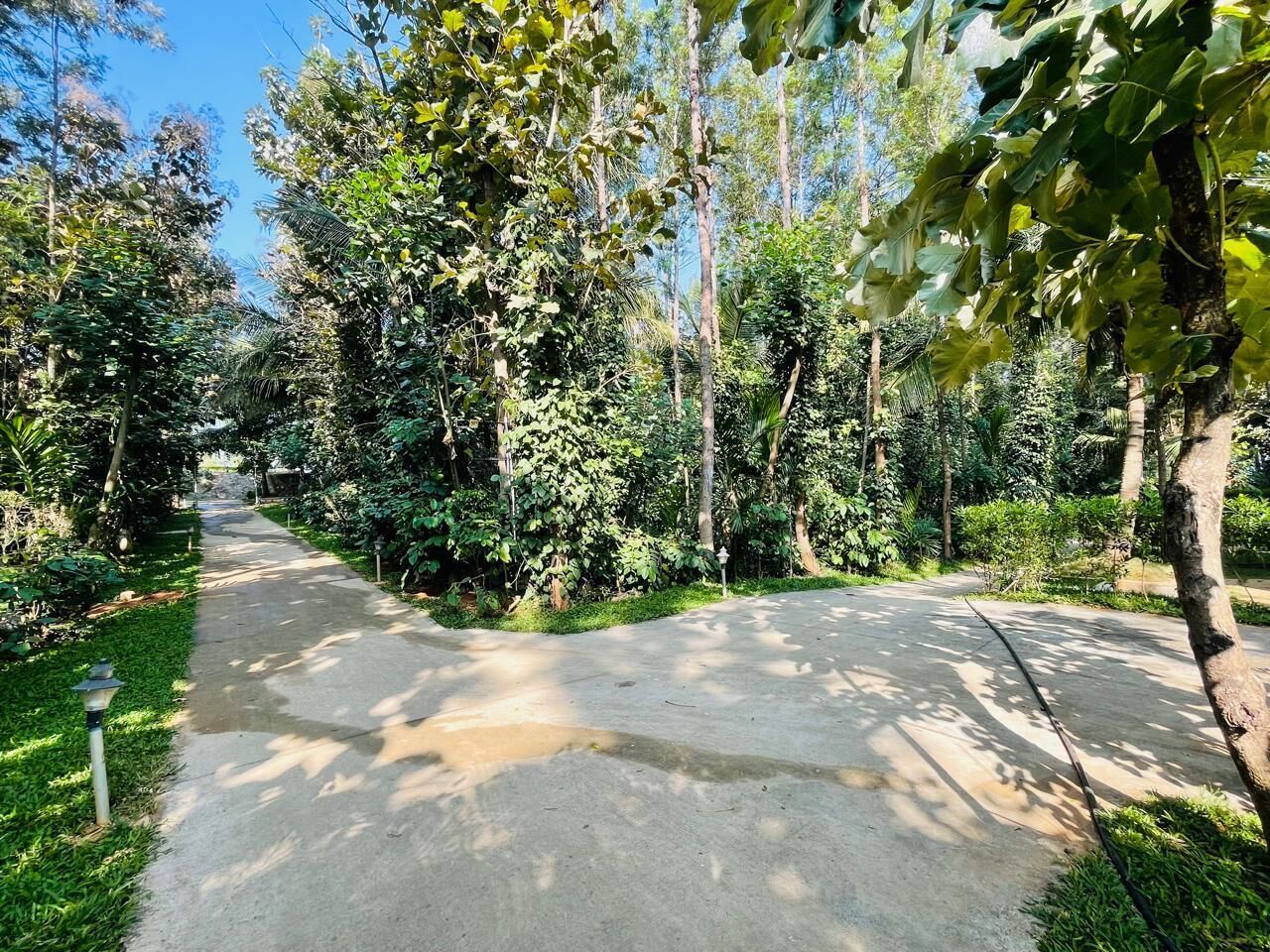 A paved pathway surrounded by dense greenery and trees.