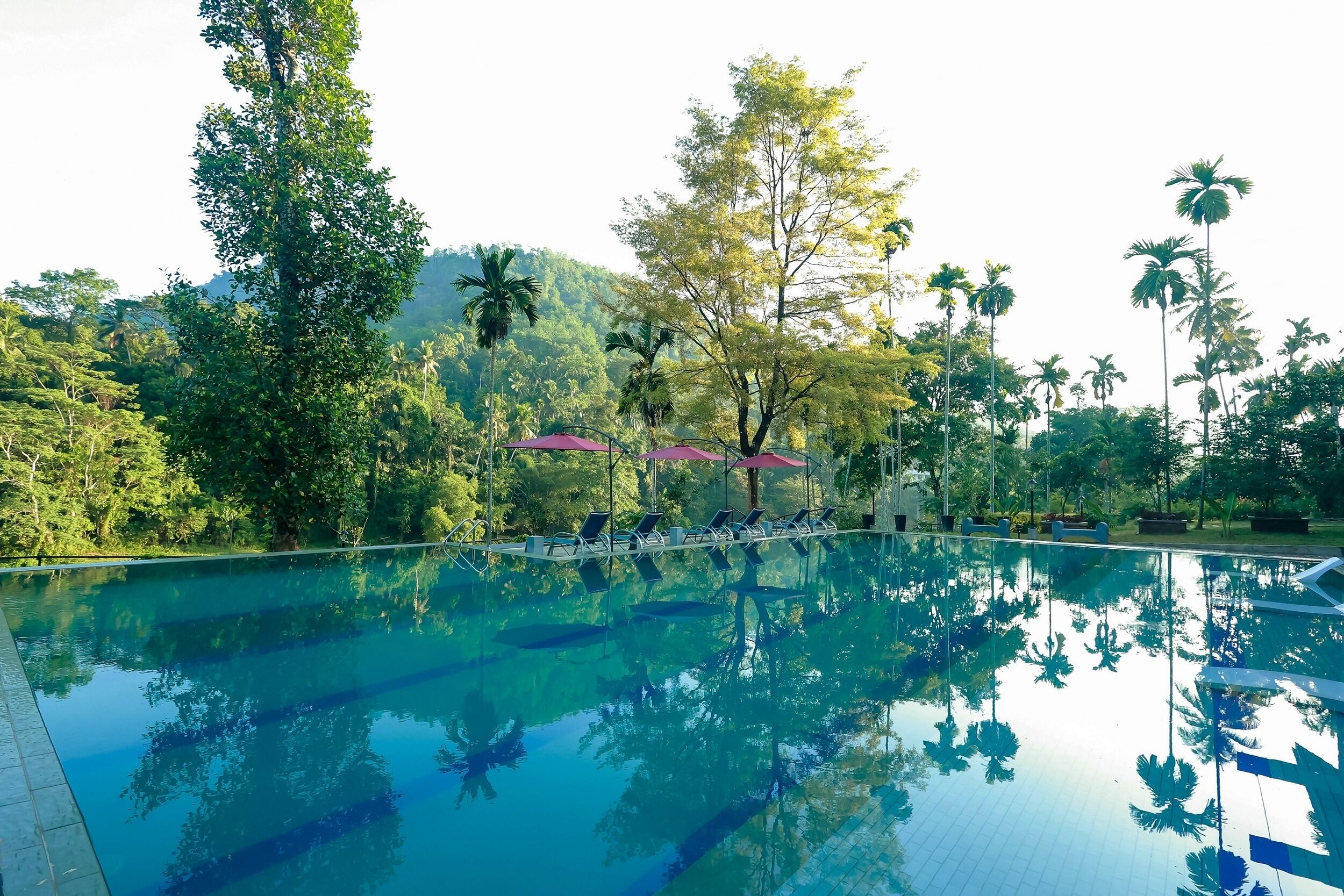 A clear swimming pool with lounge chairs and umbrellas, surrounded by lush greenery and palm trees.