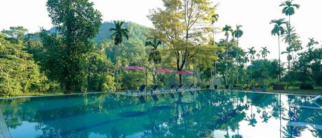 A clear swimming pool with lounge chairs and umbrellas, surrounded by lush greenery and palm trees.
