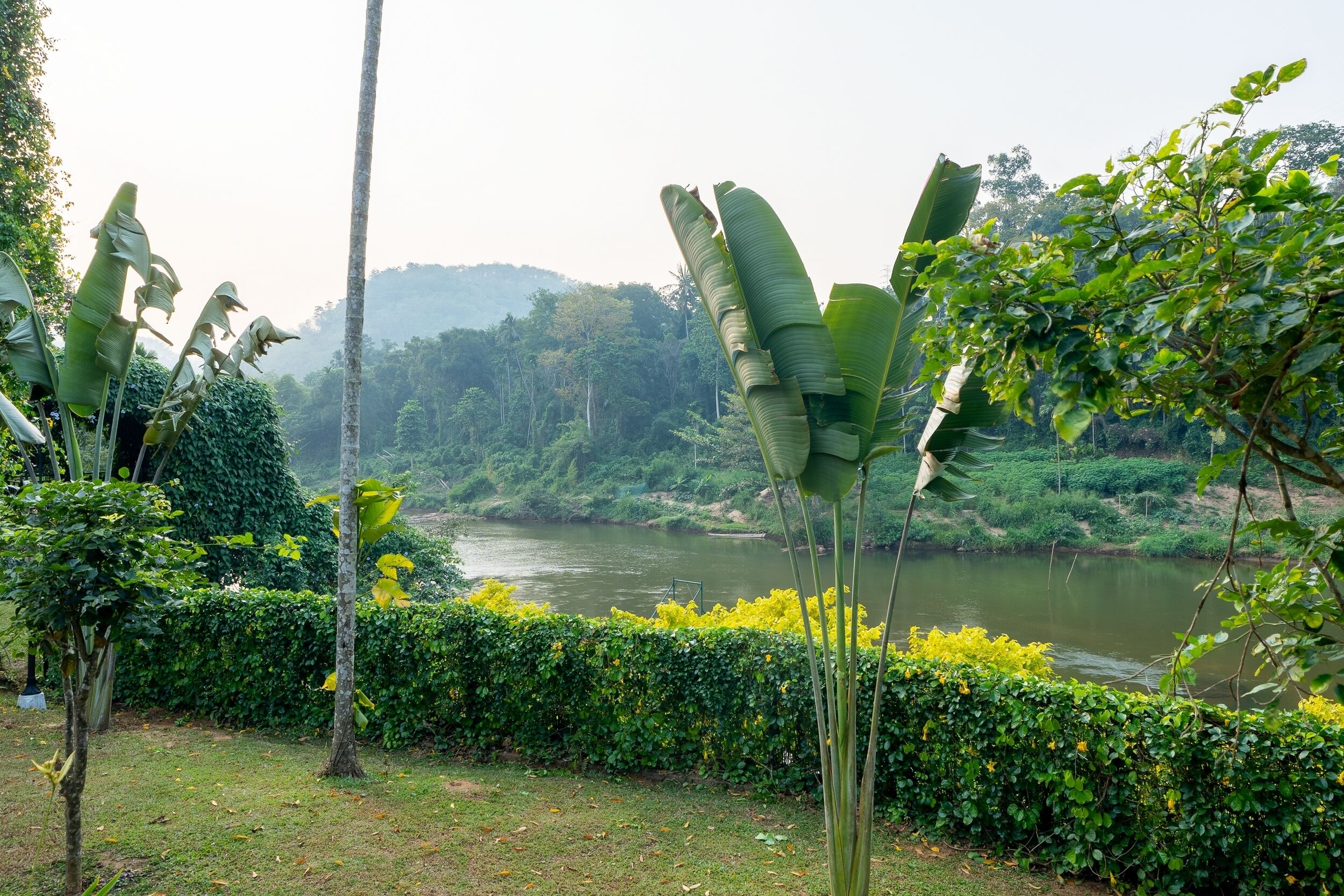 Un río con vegetación exuberante y árboles de plátano.