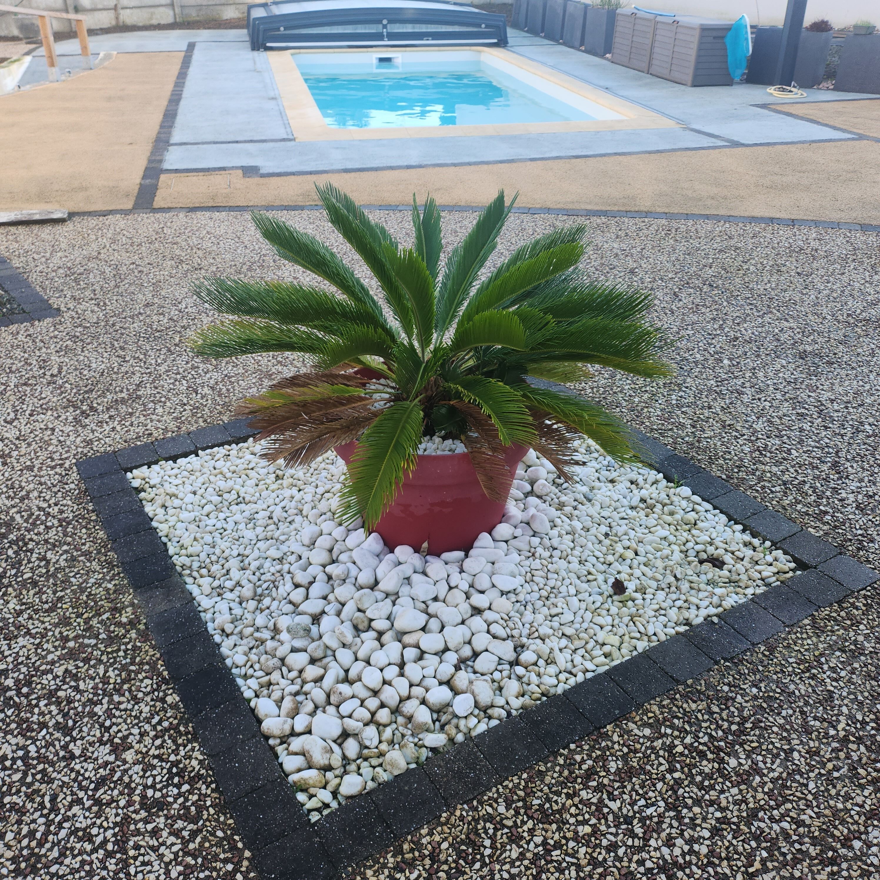 A potted plant in a square planter with white pebbles, surrounded by a black border.