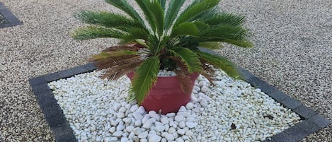 Une plante en pot, placée dans un bac carré agrémenté de petits galets blancs, le tout bordé d’un liseré noir.