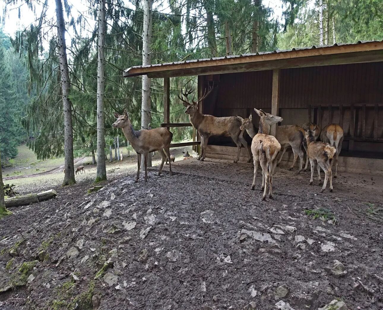 A rustic cabin with a dirt ground and a wooden structure.