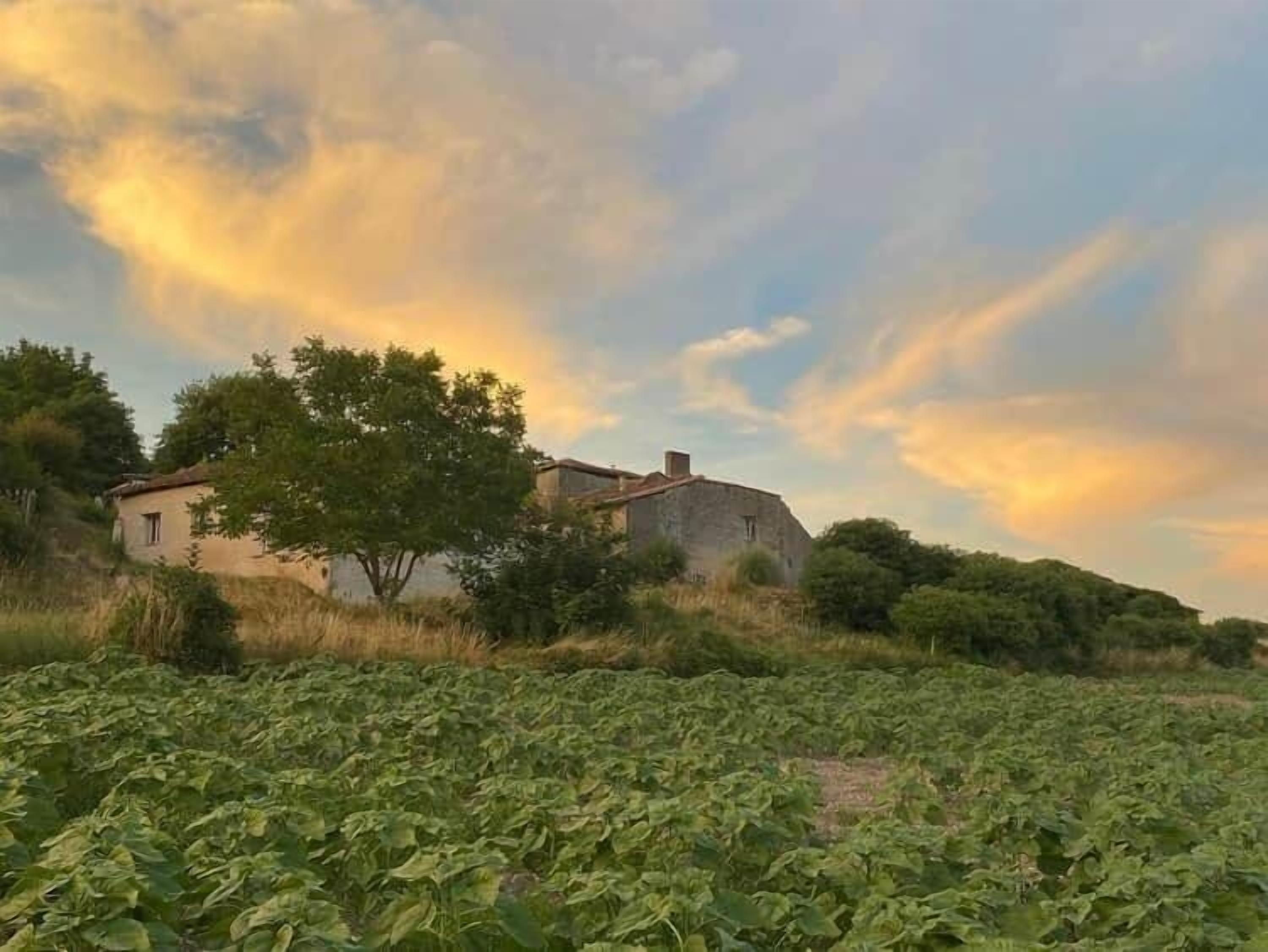 A rustic stone building with a sloped roof, surrounded by lush greenery and a field of crops.