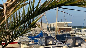 Ein Yachthafen mit vertäuten Booten, ein Gebäude im Hintergrund und eine Palme im Vordergrund.