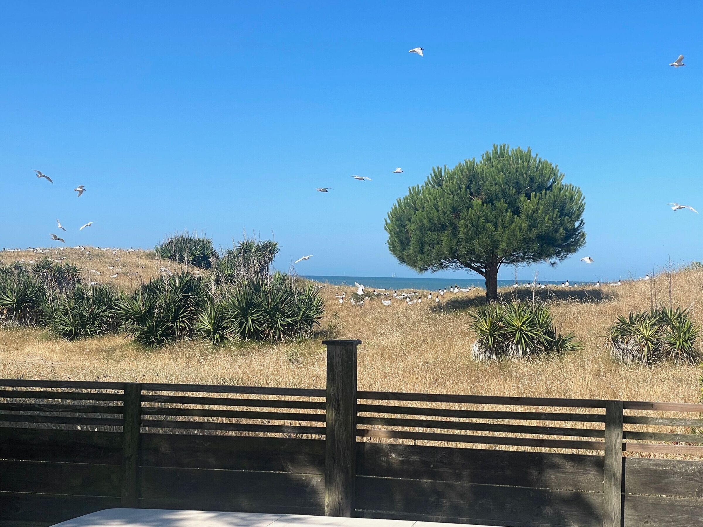 A coastal landscape with a tree, dry grass, and a wooden fence.