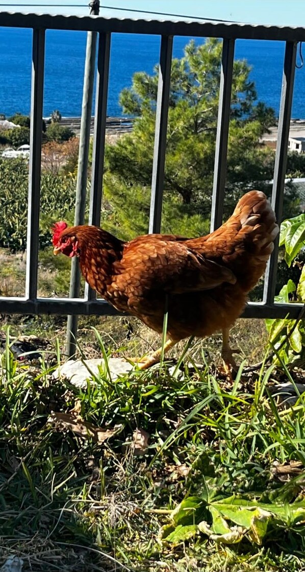 Ein Huhn hinter einem Metallzaun, im Hintergrund Meer und Grün.