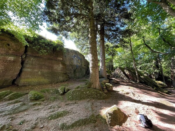 A forested area with a rocky cliff and a path.