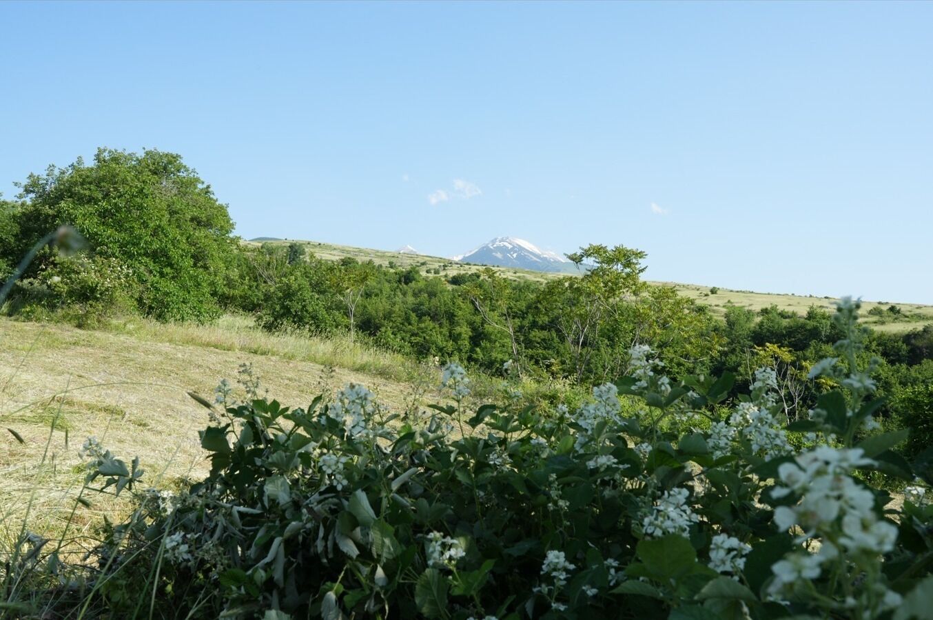 Eine natürliche Landschaft mit einem Berg im Hintergrund.