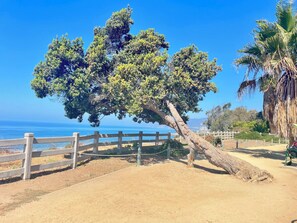 Miscellaneous - Santa Monica Beach Studio. Steps to Ocean, Pier & Promenade,Restaurants, Shops (Santa Monica)