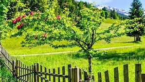Un paisaje rural con una valla de madera, campos verdes y un árbol de flores rosadas.