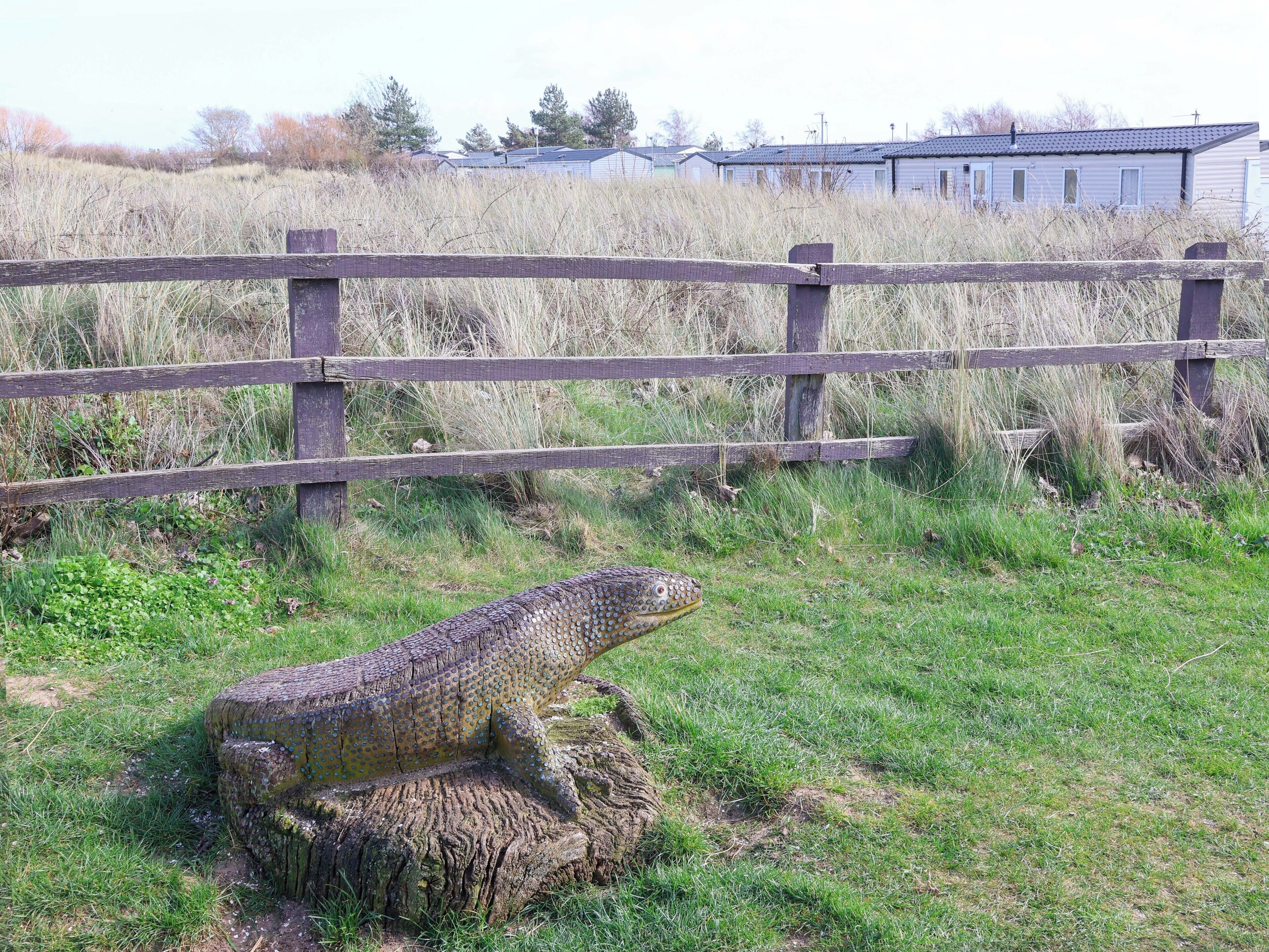 A crocodile resting near a wooden fence in a grassy area with buildings in the background.