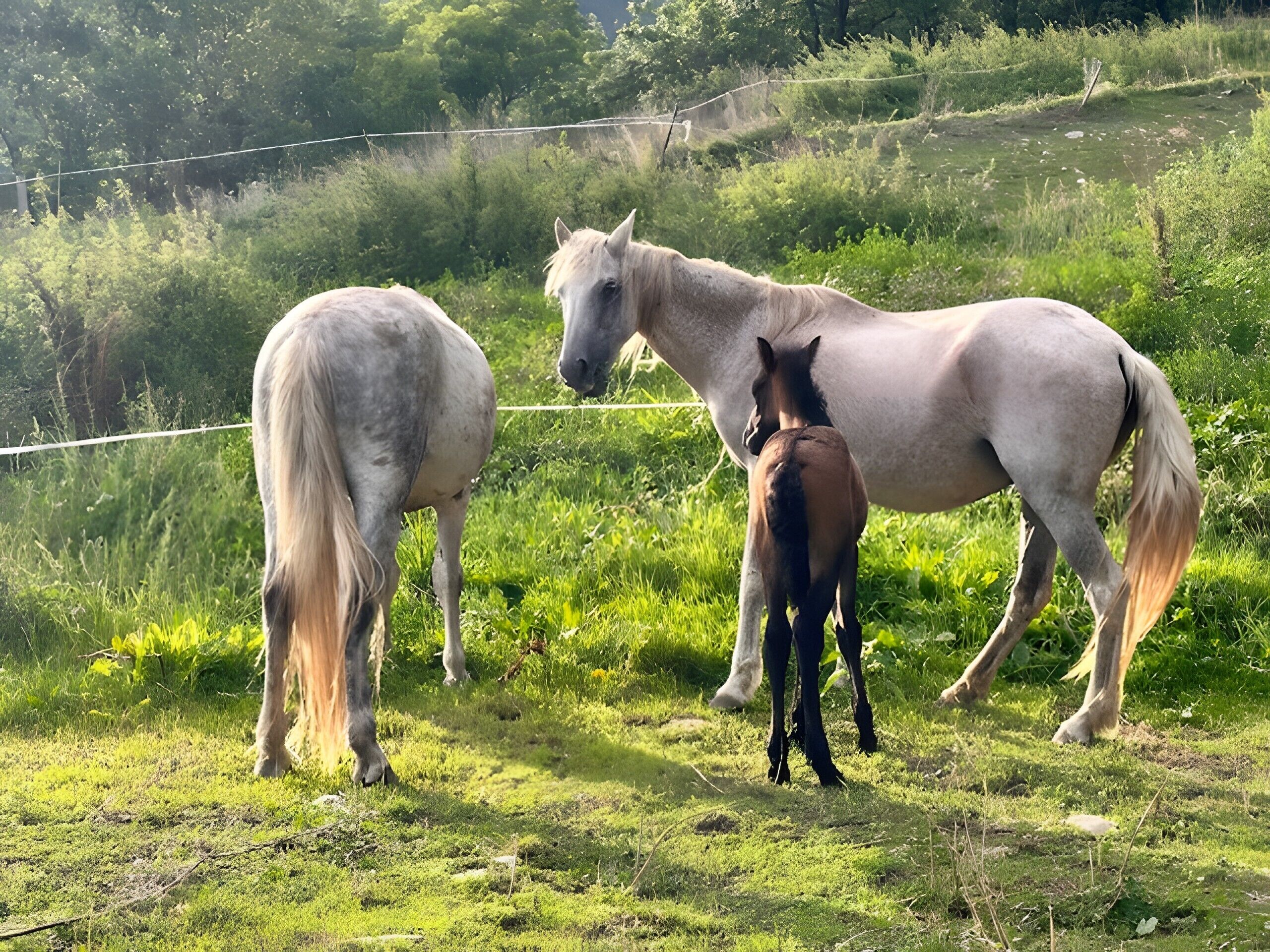 A grassy field with three horses.