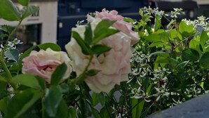 A row of buildings with a closed shop sign, a balcony, and a flower box with roses.