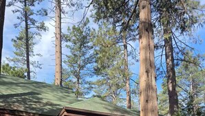 A cabin with a porch, wooden steps, and a large tree in front.