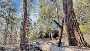 A forest with tall trees, a fallen log, and a cabin in the background.